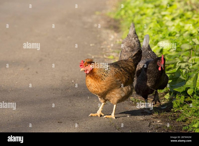Germany - chicken road game
