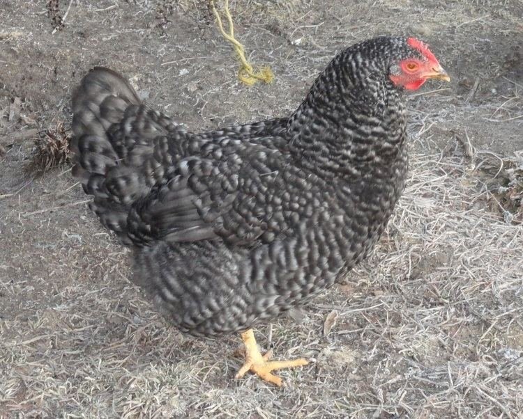Chicken road casino, chicken road slot